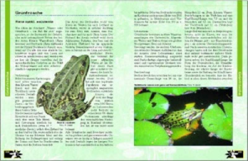 Preview: Amphibien am Gartenteich